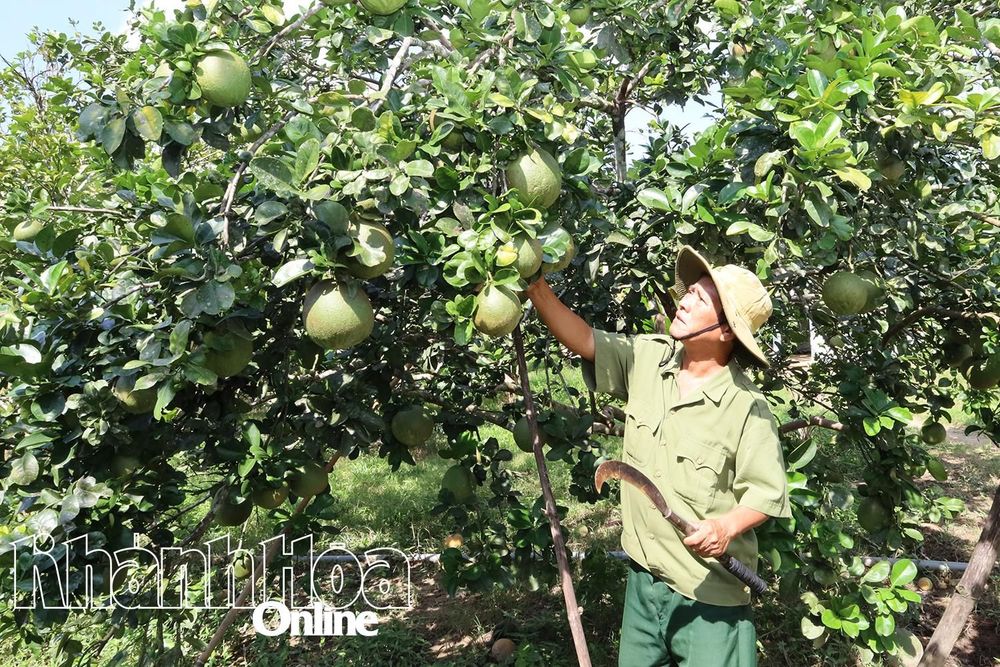 Đồng bào dân tộc thiểu số xã Khánh Vĩnh:: Đổi mới trong phát triển kinh tế