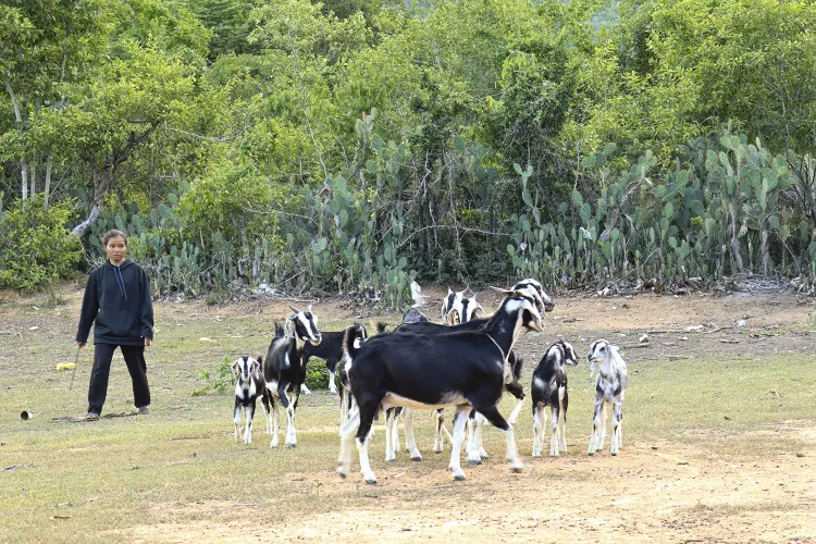 Mô hình nuôi dê sinh sản ở xã Nam Cam Ranh: Giúp nhiều hộ thoát nghèo