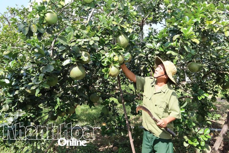 Đồng bào dân tộc thiểu số xã Khánh Vĩnh:: Đổi mới trong phát triển kinh tế